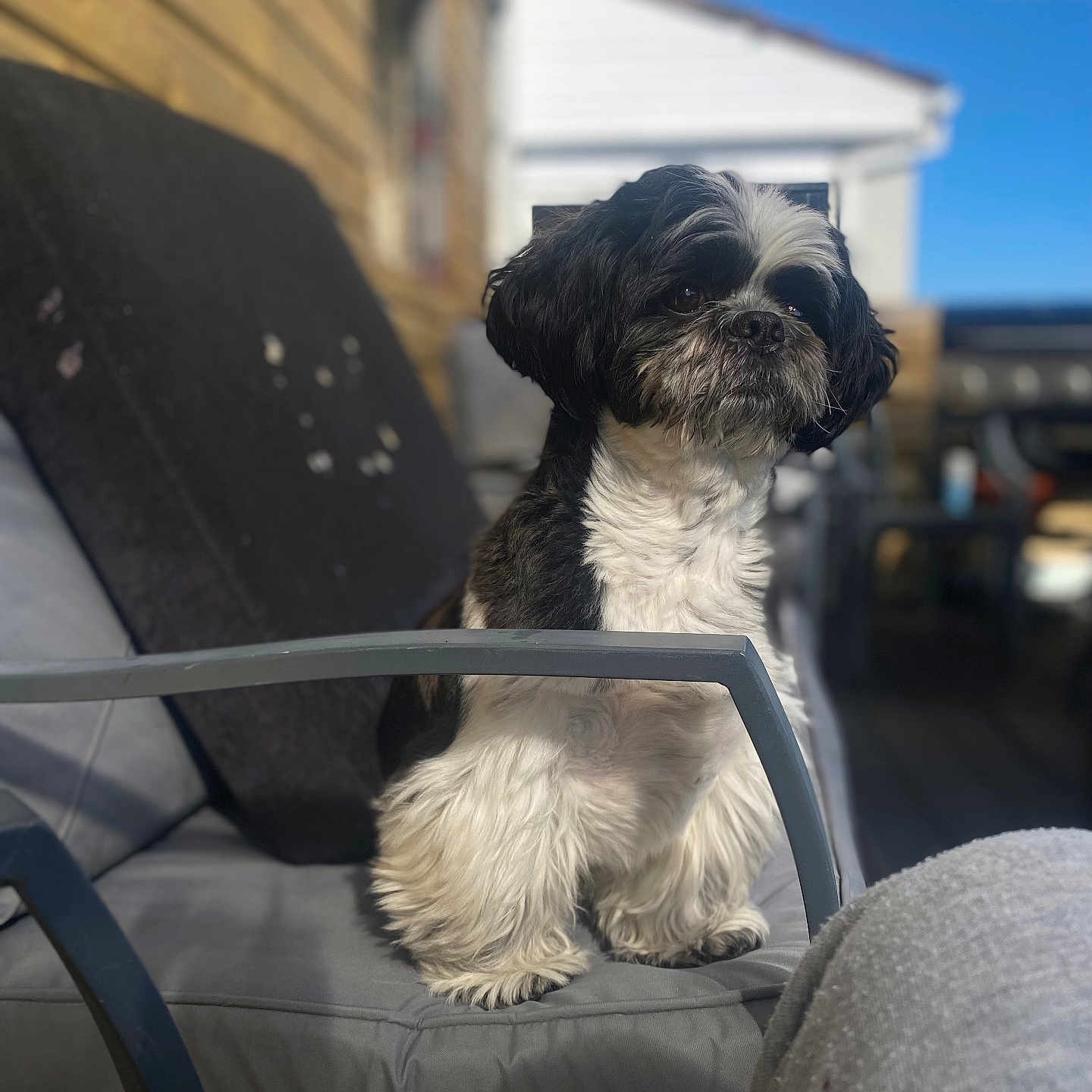 Teddy is registered to the contest to win money with this photo: animal, black_and_white, calm, chair, cushion, cute, daylight, deck, dog, fluffy, fur, home, outdoor, pet, portrait, relaxed, sitting, small_dog, sunlight, wooden_wall