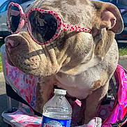 Odgy a rejoint le concours — aidez-le/la à gagner de superbes lots ! dog, sunglasses, heart_shaped, pink, chair, bottle, water_bottle, outdoor, sunny, pet, canine, summer, accessory, animal, floral, seat, cute, shade, park, daytime