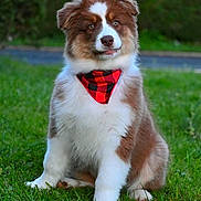 Doune participe au concours pour gagner de l'argent avec cette photo : puppy, dog, bandana, red, black, checkered, grass, green, outdoor, pet, cute, fluffy, young, sitting, animal, nature, adorable, fur, portrait, eyes