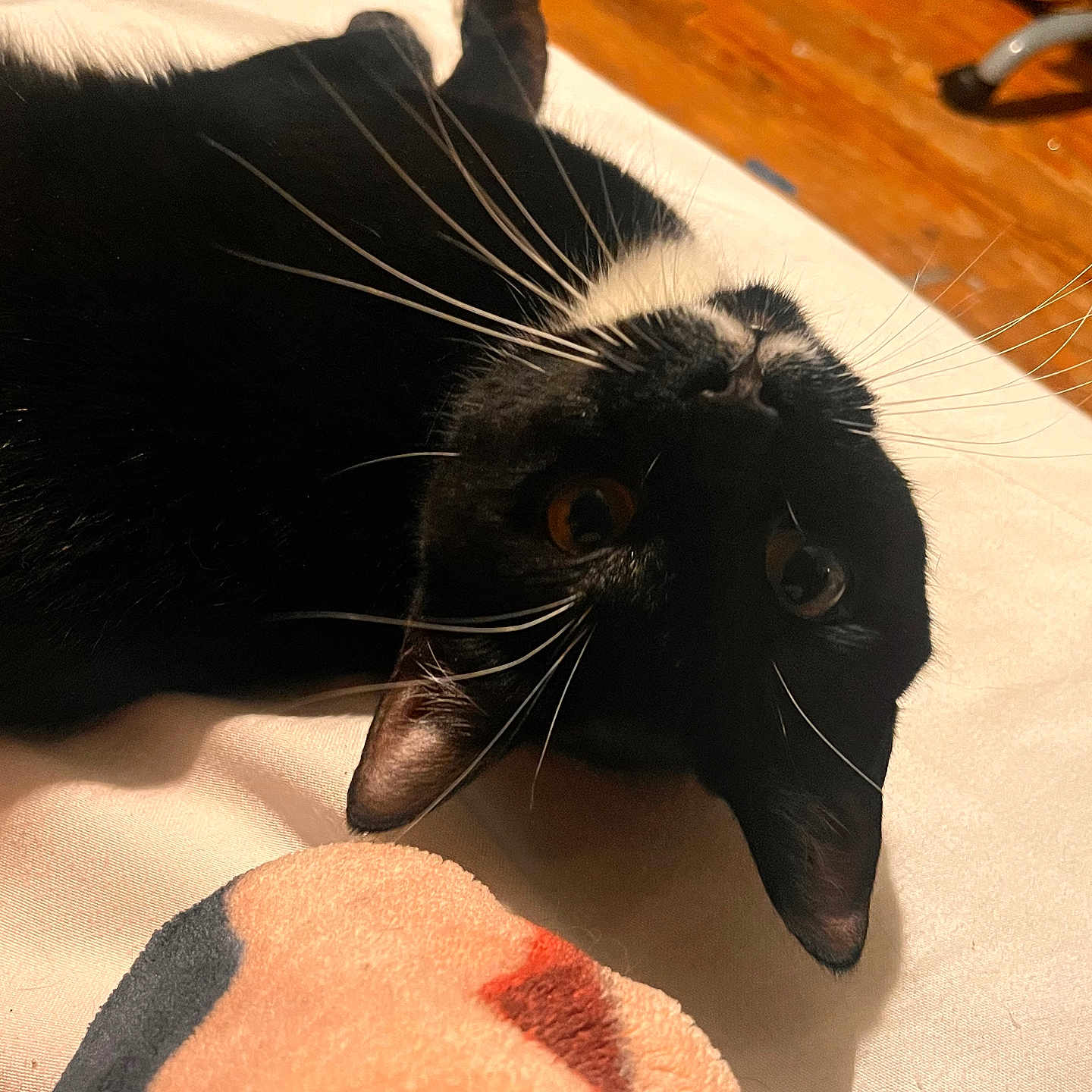 Luna is registered to the contest to win money with this photo: abyssinian, animal, blackcat, bodypart, cat, couch, finger, furniture, hand, hardwood, kitten, manx, person, pet, plywood, wood