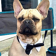 Trèsor participe au concours pour gagner de l'argent avec cette photo : accessories, animal, blackboard, bowtie, boxer, bulldog, canine, dog, formalwear, frenchbulldog, person, pet, pitbull, puppy, snout, tie