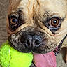 Trèsor participe au concours pour gagner de l'argent avec cette photo : animal, ball, bodypart, boxer, bulldog, canine, dog, frenchbulldog, mouth, person, pet, pitbull, pug, puppy, racket, snout, sphere, sport, tennis, tennisball