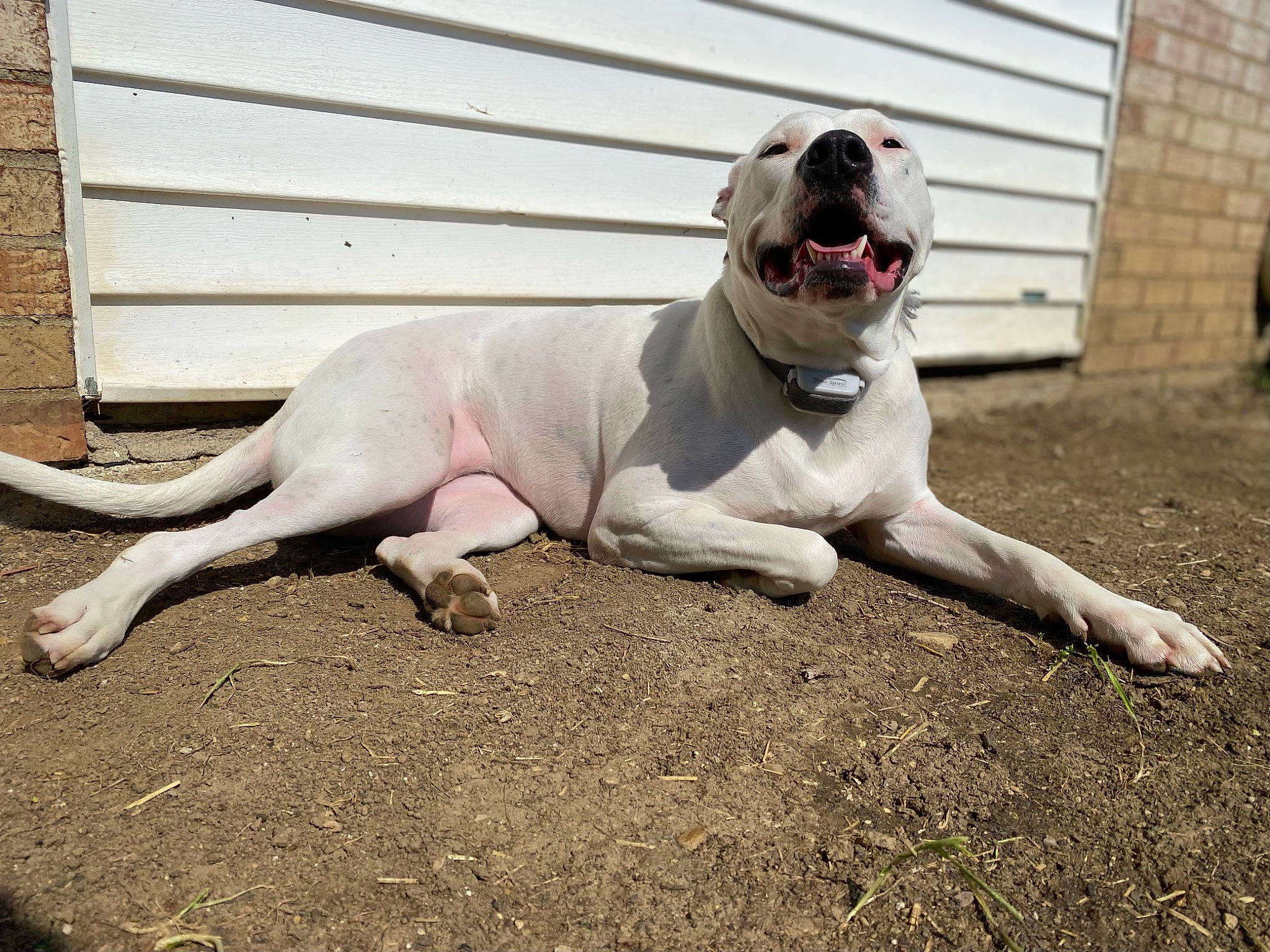 Precious is registered to the contest to win money with this photo: canidae, carnivore, collar, companion_dog, dog, dog_breed, dog_collar, dog_supply, fawn, grass, leash, molosser, pet_supply, snout, sporting_group, tail, terrestrial_animal, whiskers, wood, working_animal