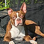 animal, brown, canine, chair, daylight, dog, domestic, ears, fence, lounge, nature, outdoor, pet, portrait, relaxed, resting, shade, summer, sunlight, white