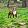 Moose