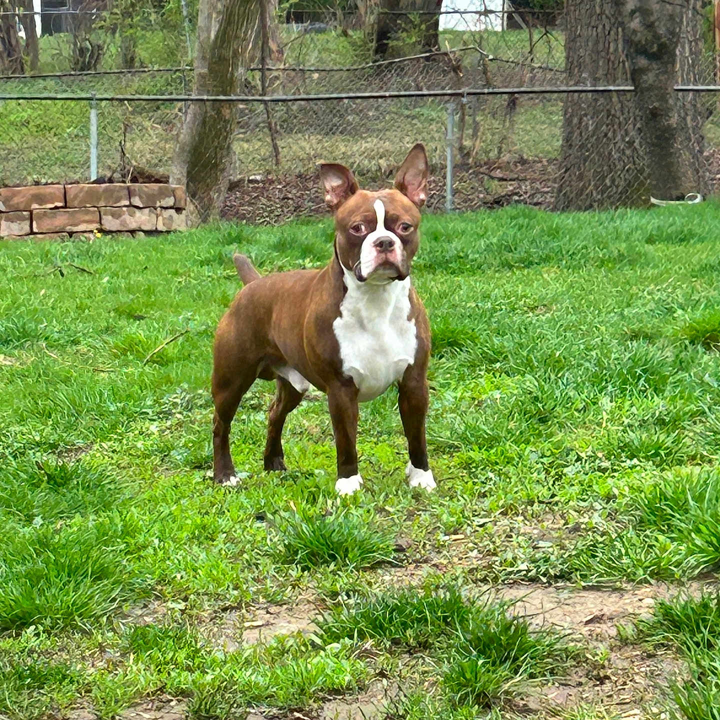 Moose is registered to the contest to win money with this photo: alert, animal, brown, canine, daylight, dog, domestic, fence, garden, grass, mammal, nature, outdoor, pet, standing, summer, trees, vigilant, white, yard