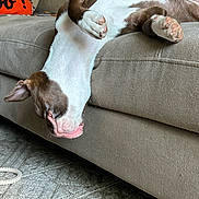 Moose joined the competition — help win amazing prizes! animal, brown_and_white, canine, carpet, couch, cozy, decor, dog, ears, furniture, home, indoor, living_room, paw, pet, playful, relaxed, resting, tongue, upside_down