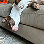 animal, brown_and_white, canine, carpet, couch, cozy, decor, dog, ears, furniture, home, indoor, living_room, paw, pet, playful, relaxed, resting, tongue, upside_down