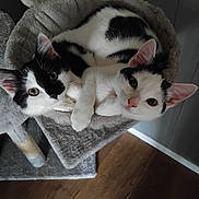 Peggy joined the competition — help win amazing prizes! animal, bed, black_and_white, cat, cat_tree, cozy, curious, cute, ears, feline, fur, indoor, kitten, pets, relaxed, resting, snuggling, two_cats, whiskers, wooden_floor