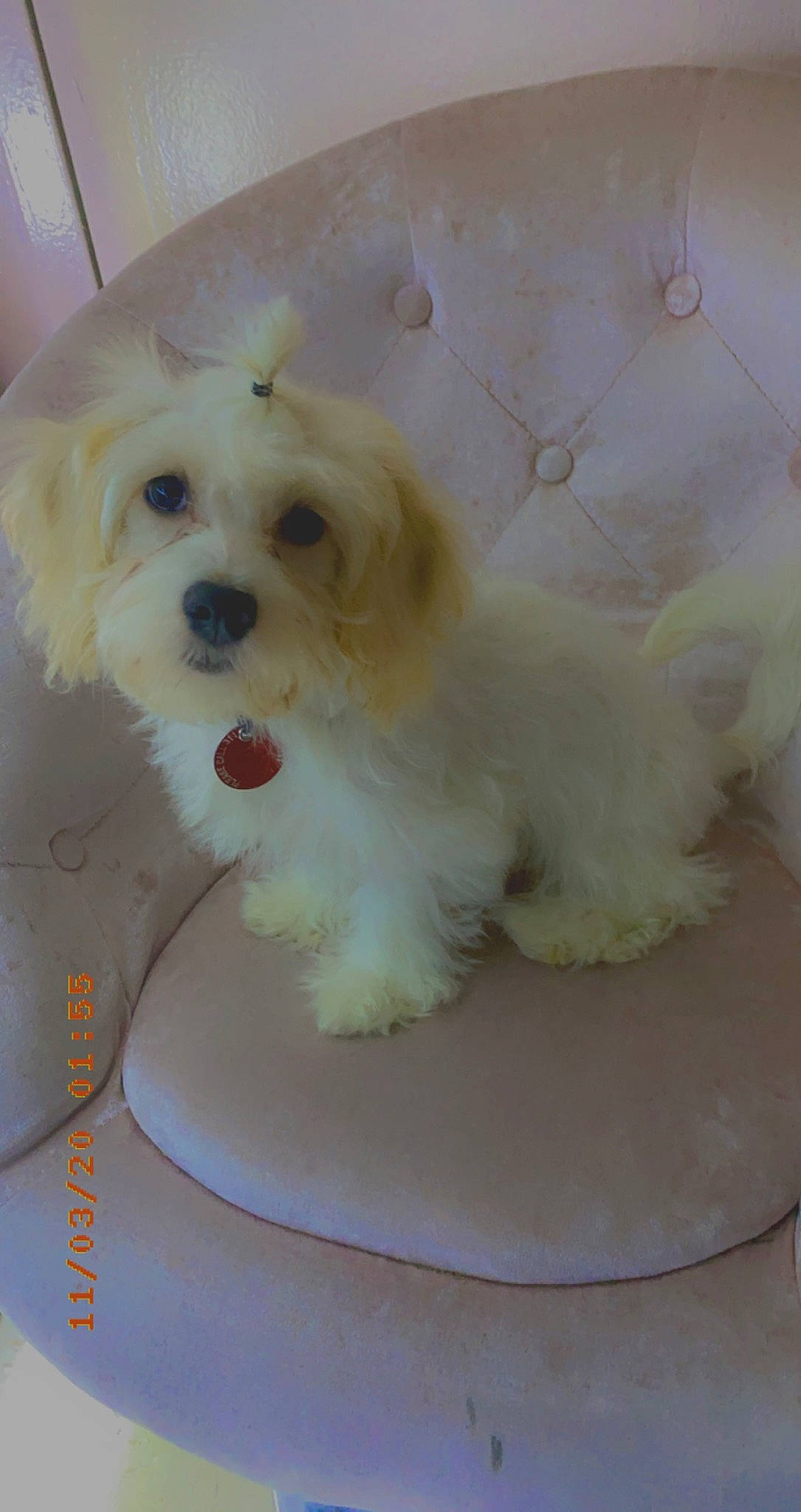 Dream is registered to the contest to win money with this photo: bichon, bolognese, bolonka, canidae, carnivore, chinese_imperial_dog, companion_dog, coton_de_tulear, dog, dog_breed, havanese, kyi_leo, maltepoo, maltese, mammal, puppy, shih_tzu, toy_dog, toy_poodle, vertebrate