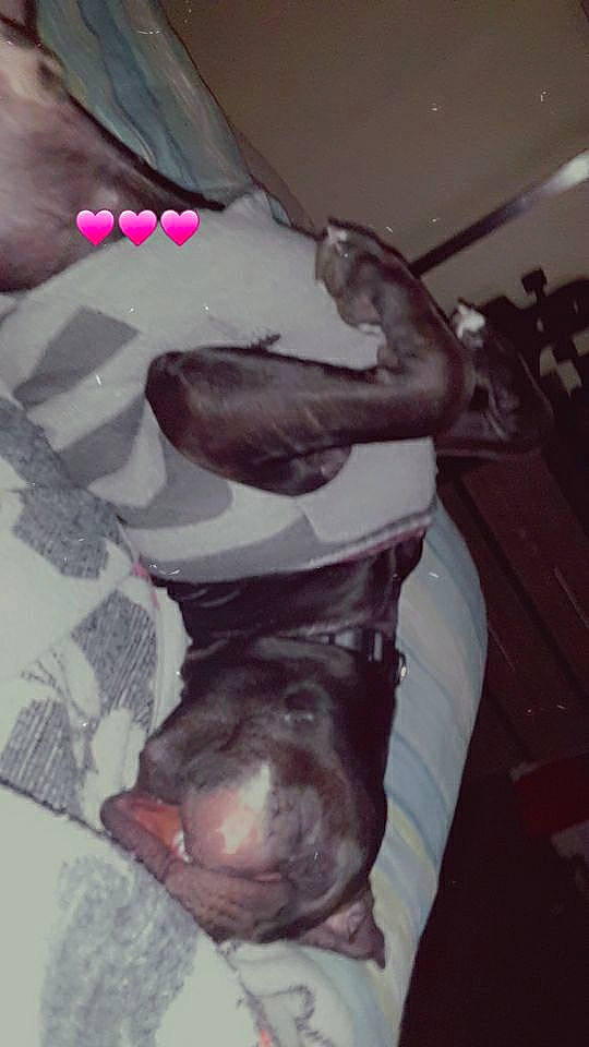 Soulja joined the competition — help win amazing prizes! canidae, carmine, carnivore, comfort, companion_dog, dog, dog_breed, fawn, flesh, foot, gesture, grey, guard_dog, human_leg, jaw, pink, sporting_group, tail, white, working_animal