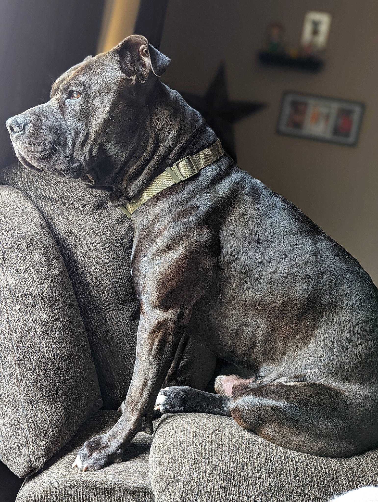 Soulja joined the competition — help win amazing prizes! canidae, carnivore, collar, comfort, companion_dog, dog, dog_breed, dog_collar, fawn, grey, guard_dog, liver, molosser, picture_frame, sculpture, sporting_group, whiskers, working_animal, working_dog, wrinkle