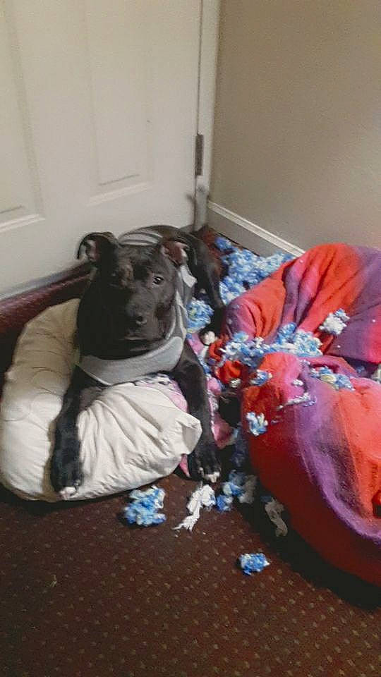 Soulja joined the competition — help win amazing prizes! carmine, carnivore, comfort, companion_dog, dog, dog_breed, event, felidae, floor, flooring, fur, linens, plastic_bag, room, small_to_medium_sized_cats, stuffed_toy, tail, teddy_bear, toy, whiskers