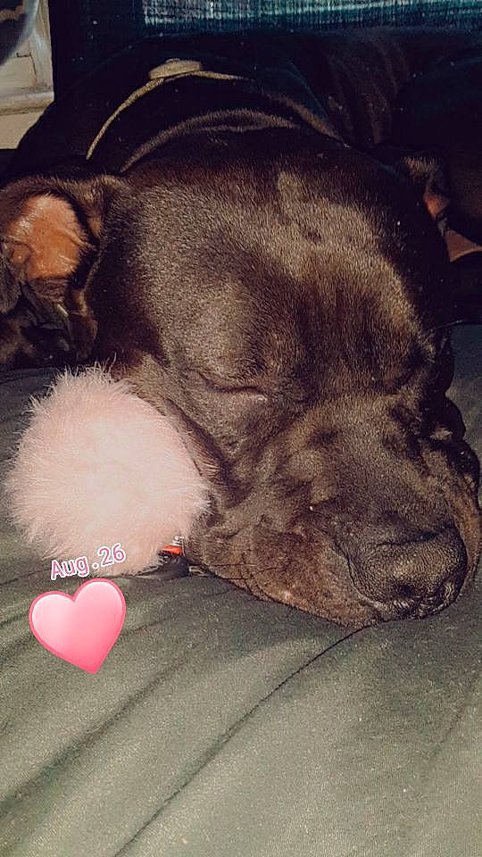 Soulja is registered to the contest to win money with this photo: carnivore, comfort, companion_dog, dog, dog_breed, dog_collar, dog_supply, ear, fawn, foot, fur, liver, paw, snout, sporting_group, tail, vertebrate, whiskers, working_animal, wrinkle