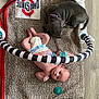 Ronin joined the competition — help win amazing prizes! baby, infant, puppy, dog, blanket, diaper, pacifier, baby_gym, toy, floor, sleeping_dog, curious_baby, striped_bar, wood_floor, indoor, pet, cute, resting, soft_texture, play_area
