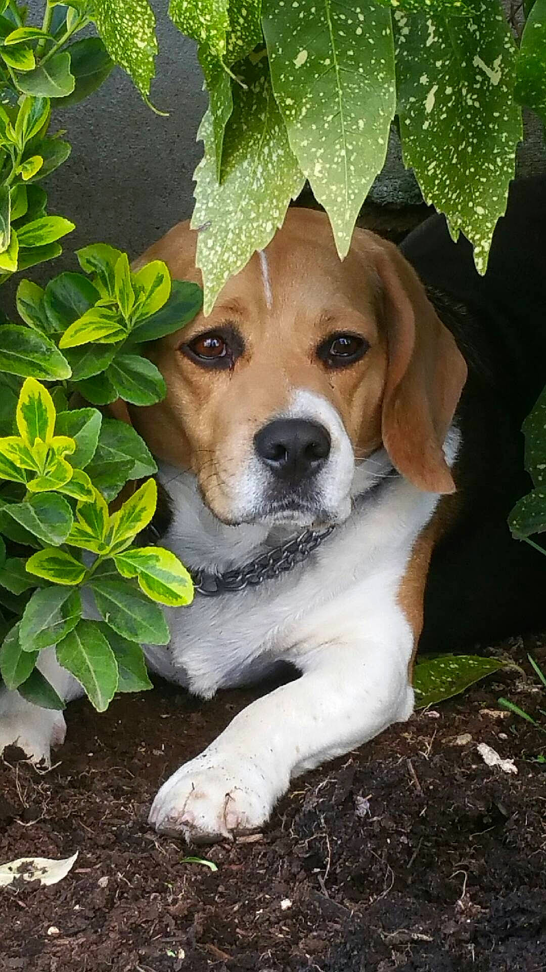 Iago a rejoint le concours — aidez-le/la à gagner de superbes lots ! ancient_dog_breeds, canidae, carnivore, companion_dog, dog, dog_breed, fawn, grass, groundcover, herb, hound, leaf, plant, snout, soil, sporting_group, terrestrial_animal, tree, whiskers, working_animal
