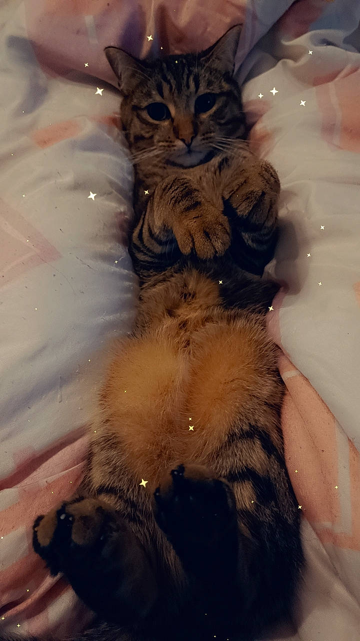 Oreo a rejoint le concours — aidez-le/la à gagner de superbes lots ! art, carnivore, cat, cg_artwork, claw, darkness, domestic_short_haired_cat, electric_blue, event, feather, felidae, freezing, fur, paw, reflection, small_to_medium_sized_cats, snow, tail, whiskers, winter