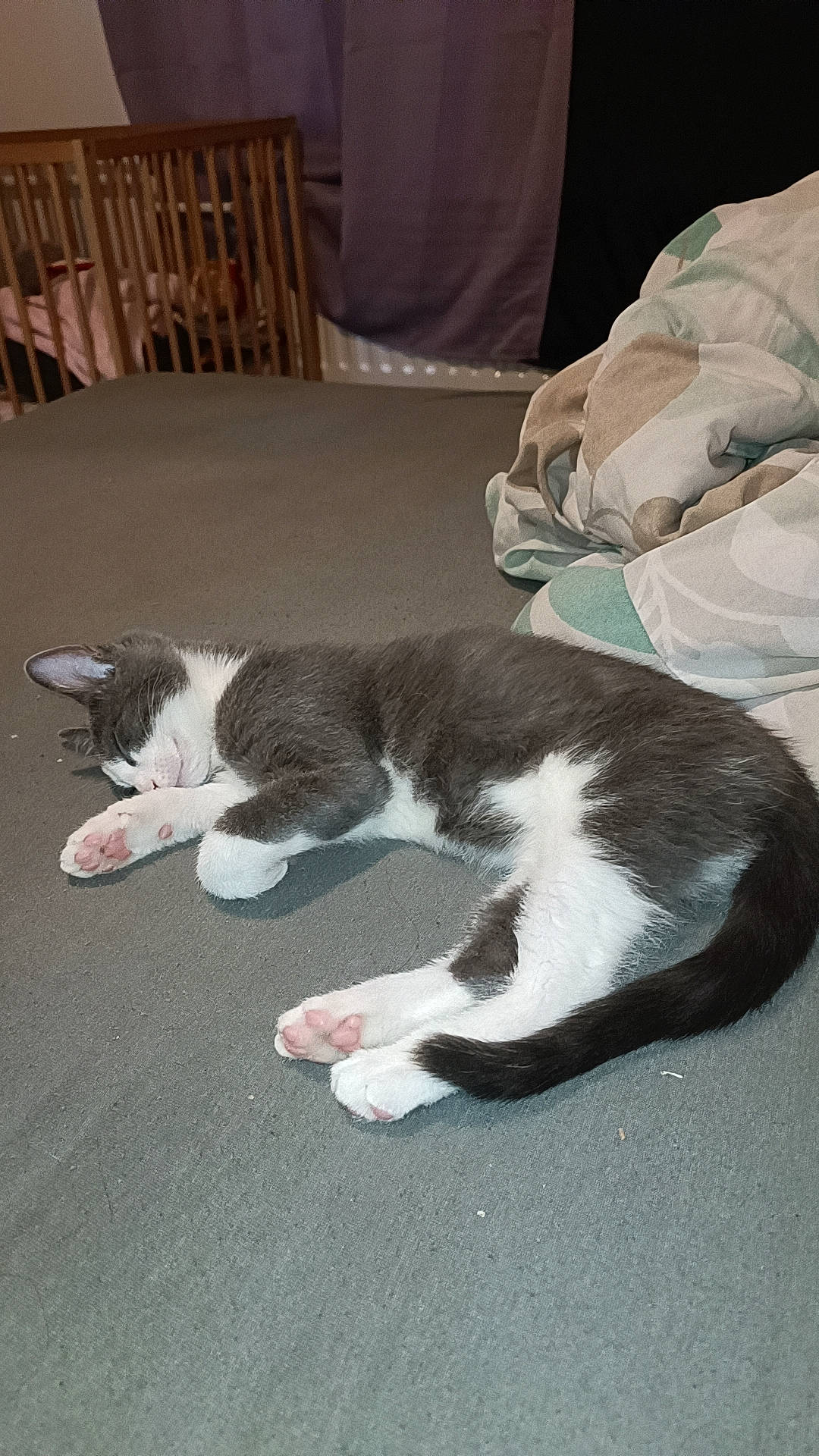 Shadow a rejoint le concours — aidez-le/la à gagner de superbes lots ! carnivore, cat, chair, claw, comfort, dog_breed, domestic_short_haired_cat, felidae, flooring, fur, grey, linens, nap, paw, small_to_medium_sized_cats, snout, tail, whiskers