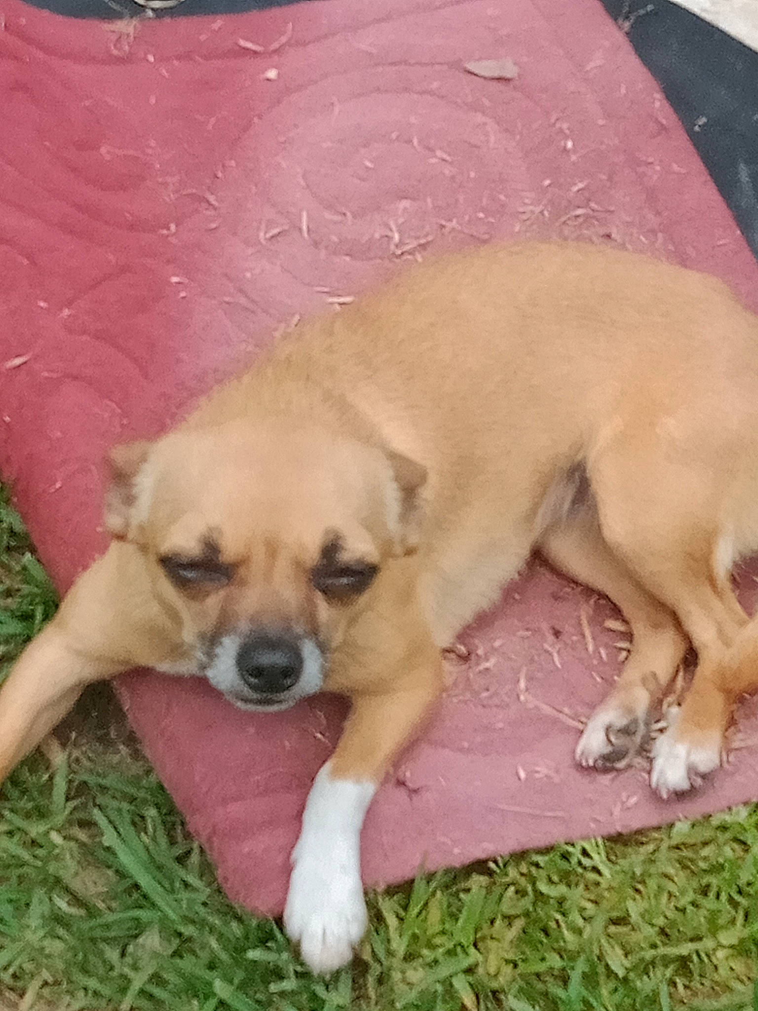 Belle joined the competition — help win amazing prizes! canidae, carnivore, comfort, companion_dog, dog, dog_breed, fawn, grass, gun_dog, non_sporting_group, paw, plant, puppy, snout, sporting_group, tail, terrestrial_animal, toy_dog, whiskers, working_animal