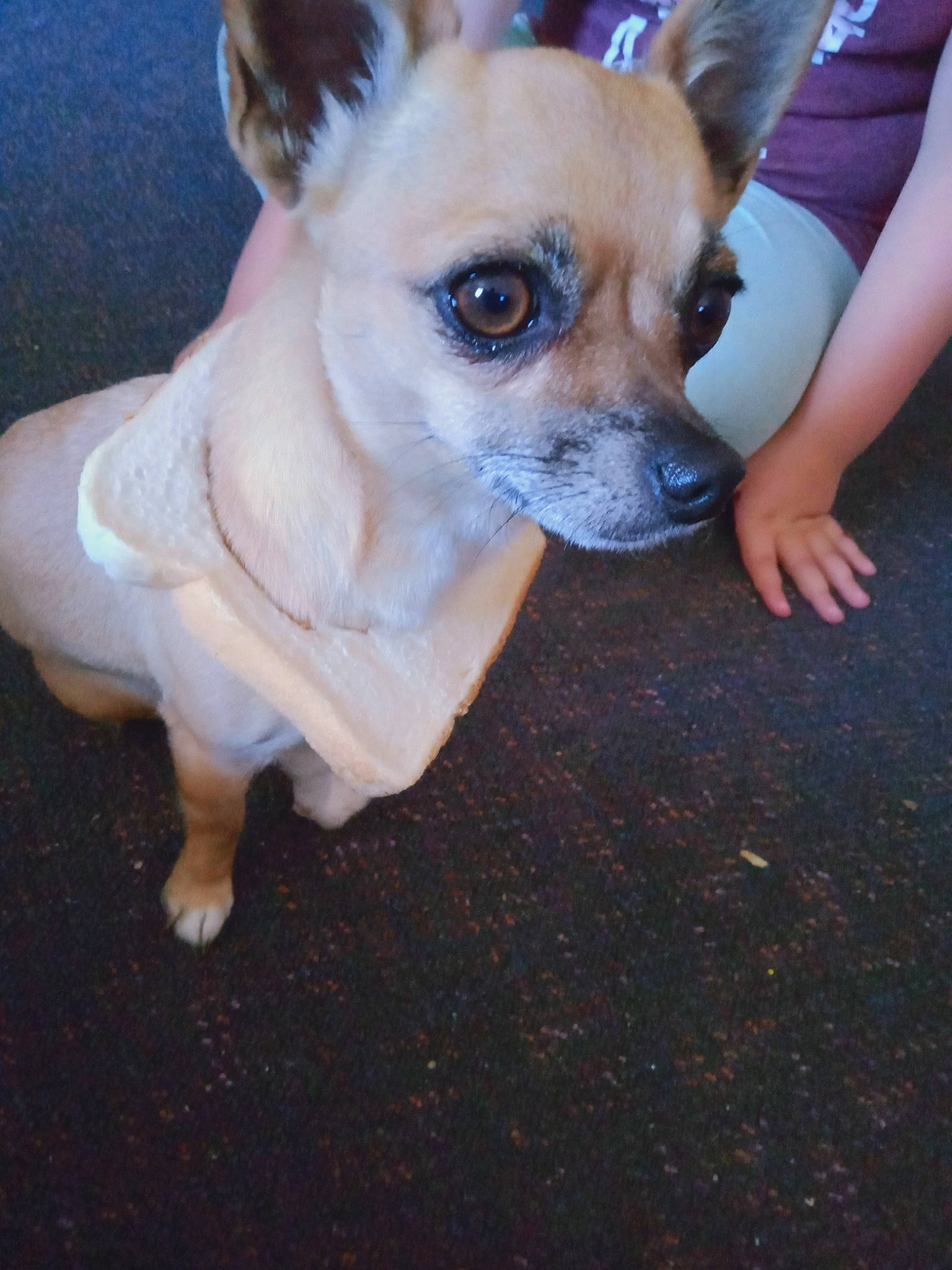 Belle joined the competition — help win amazing prizes! canidae, carnivore, chihuahua, companion_dog, dog, dog_breed, dog_clothes, dog_supply, ear, fawn, flooring, fur, mammal, paw, sitting, snout, sporting_group, toy_dog, whiskers, working_animal