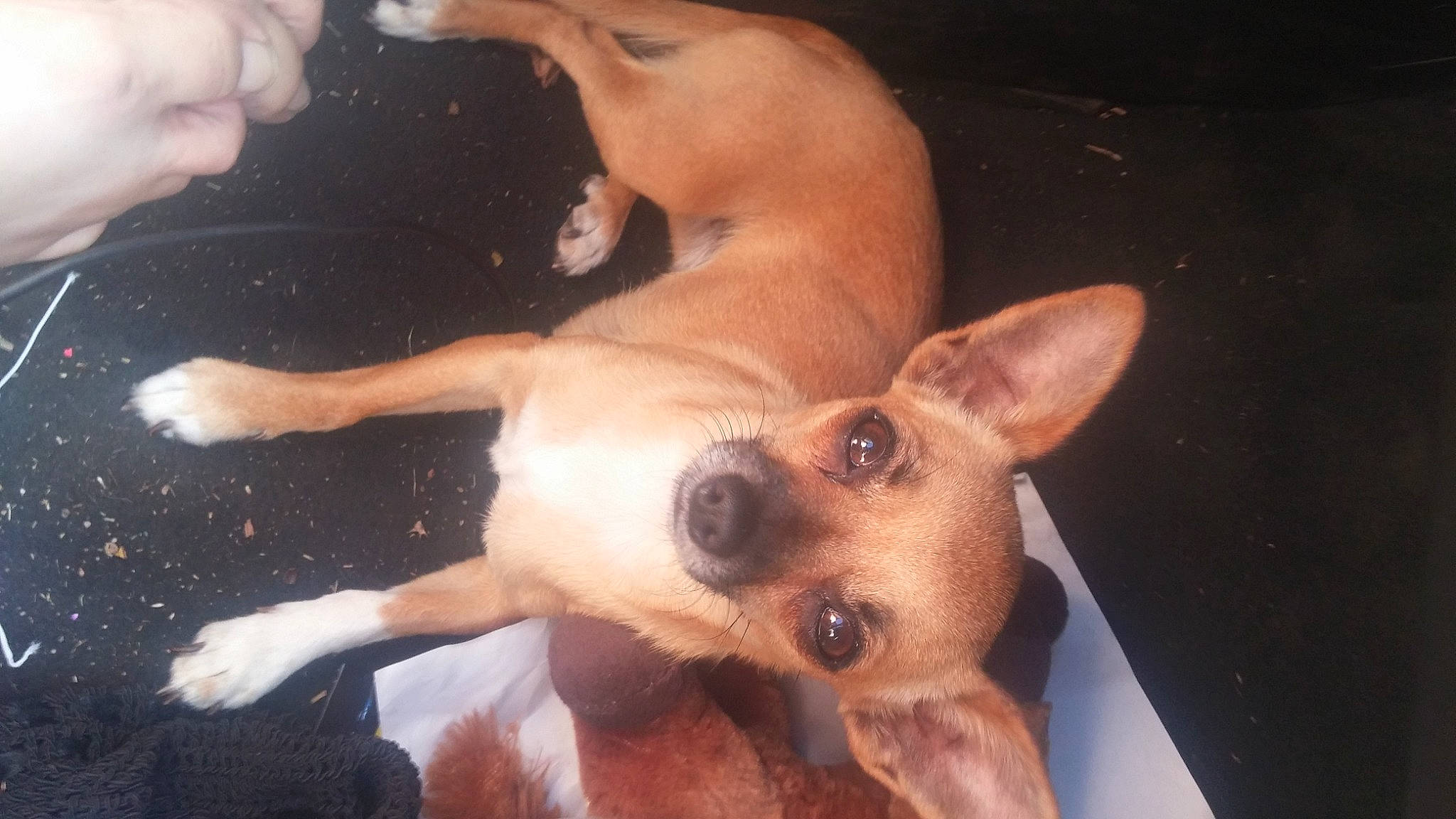 Belle is registered to the contest to win money with this photo: canidae, carnivore, companion_dog, dog, dog_breed, ear, fawn, foot, fur, non_sporting_group, paw, snout, sporting_group, terrestrial_animal, toy_dog, whiskers, working_animal