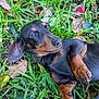 Lola is registered to the contest to win money with this photo: animal, black, brown, canine, closeup, dachshund, dog, fur, grass, greenery, leaf, lying_down, nature, outdoor, paw, pet, relaxed, resting, small_dog, snout
