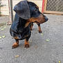 animal, background, black, canine, concrete, curious, dachshund, dog, door, ears, face, fur, leaves, metal_post, outdoor, paws, pet, side_view, standing, tan