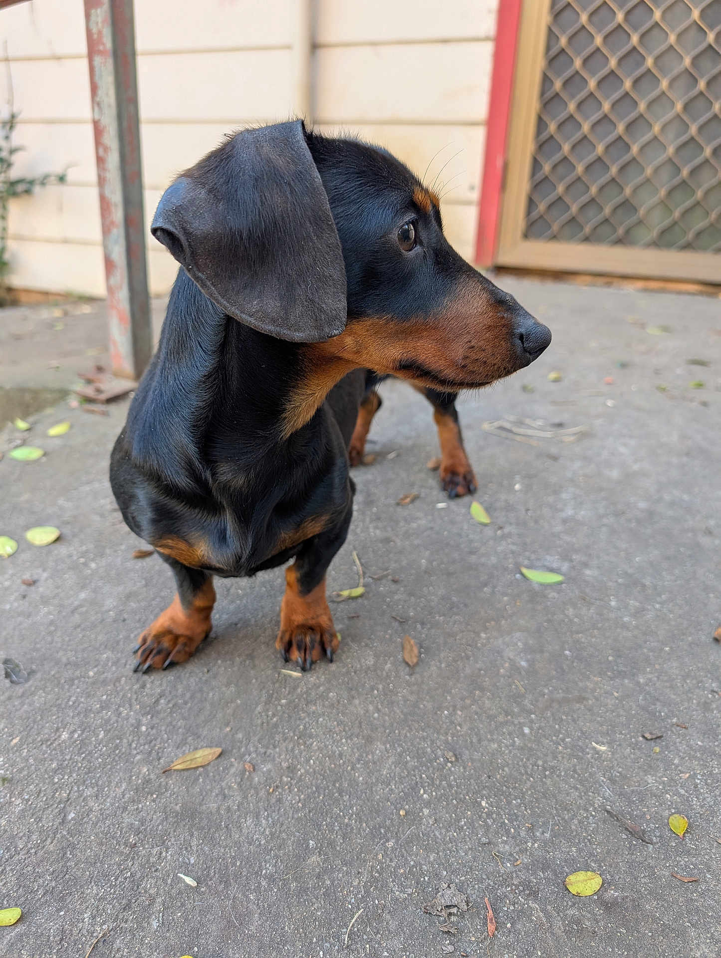 Lola