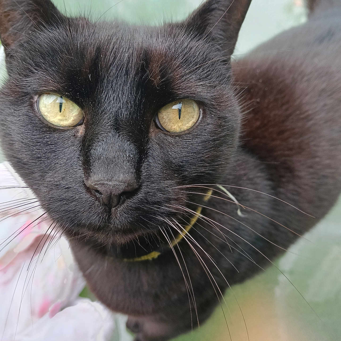 Cookie joined the competition — help win amazing prizes! animal, black_cat, cat_collar, close_up, curious, domestic_cat, face, feline, fur, glass_surface, green_background, looking, mystery, nature, outdoor, pet, portrait, soft_focus, whiskers, yellow_eyes