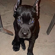 Chika is registered to the contest to win money with this photo: animal, black_dog, canine, concrete, curious, cute, dog, ears, eyes, floor, front_paws, indoor, legs, looking_up, metal, pet, puppy, sitting, young_animal, young_dog