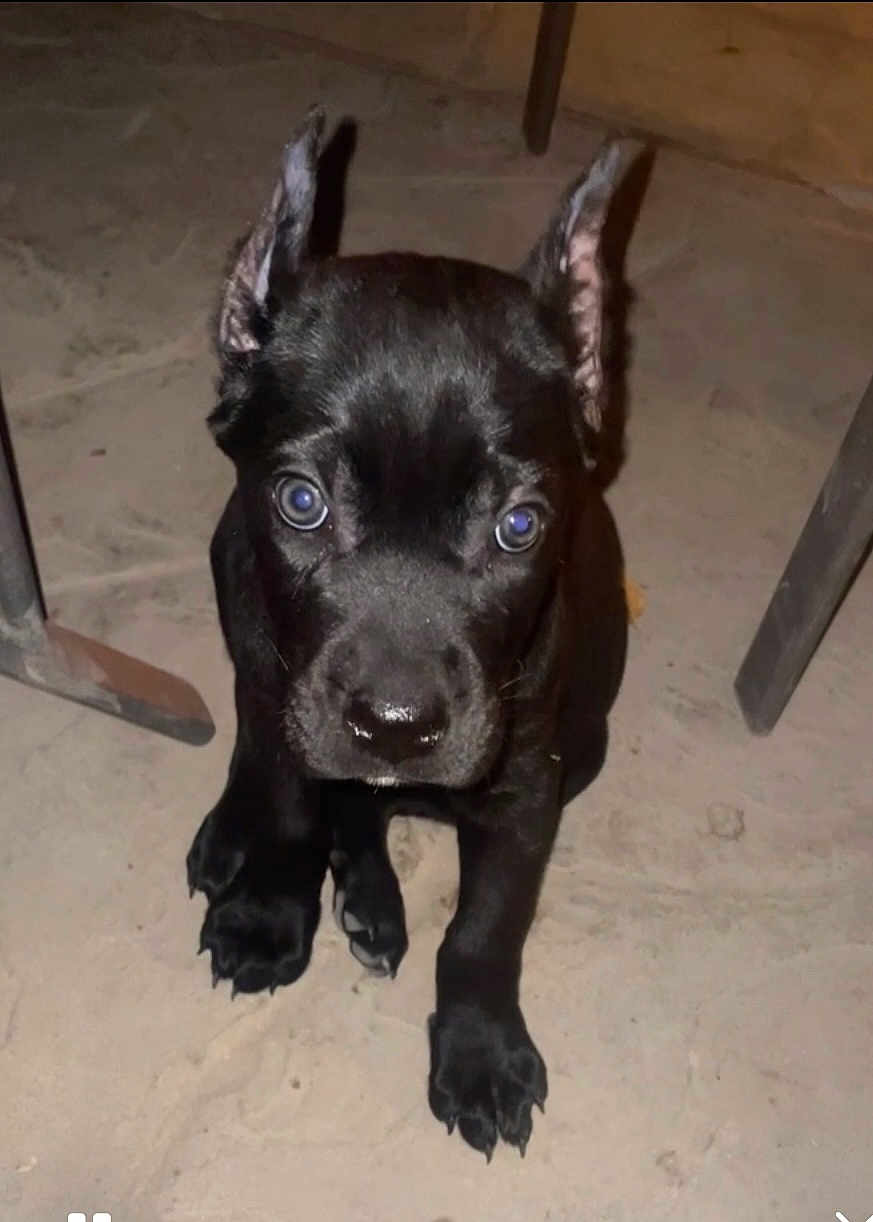 Chika is registered to the contest to win money with this photo: animal, black_dog, canine, concrete, curious, cute, dog, ears, eyes, floor, front_paws, indoor, legs, looking_up, metal, pet, puppy, sitting, young_animal, young_dog