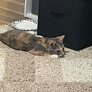 Lily is registered to the contest to win money with this photo: animal, carpet, cat, curious, cute, domestic, ears, feline, floor, fur, home, indoor, kitten, lying_down, paper_plate, pet, resting, small, storage_bin, whiskers