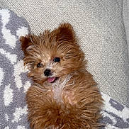 Daisy is registered to the contest to win money with this photo: puppy, dog, fluffy, brown, cute, tongue_out, lying_down, blanket, cozy, pet, animal, small_dog, fur, playful, indoor, resting, adorable, happy, mammal, companion