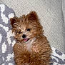 puppy, dog, fluffy, brown, cute, tongue_out, lying_down, blanket, cozy, pet, animal, small_dog, fur, playful, indoor, resting, adorable, happy, mammal, companion