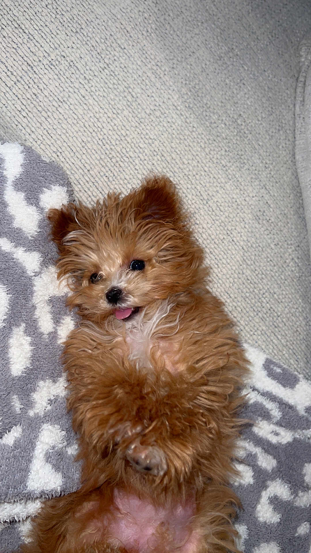 Daisy