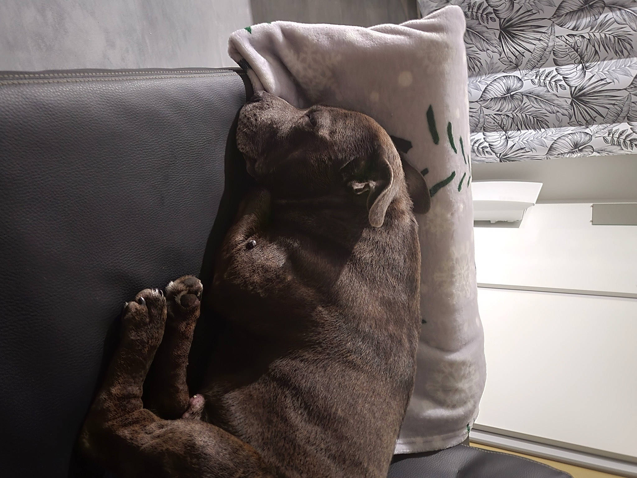 Bayron a rejoint le concours — aidez-le/la à gagner de superbes lots ! chair, comfort, couch, felidae, finger, foot, gesture, grey, hand, human_leg, linens, monochrome_photography, nail, pillow, small_to_medium_sized_cats, studio_couch, thumb, wood, wrinkle, wrist
