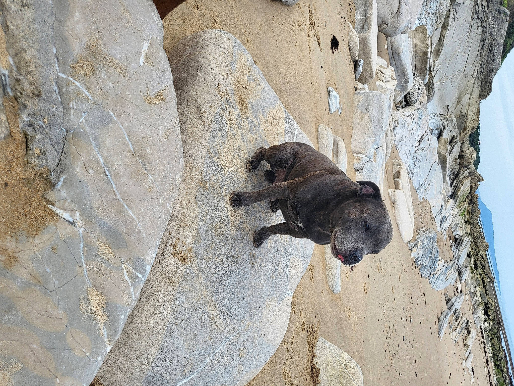 Bayron a rejoint le concours — aidez-le/la à gagner de superbes lots ! art, bedrock, canidae, carnivore, concrete, dog, dog_breed, facade, fawn, grey, landscape, rock, shadow, sky, snout, sporting_group, terrestrial_animal, window, wood, working_animal