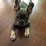 Rolex is registered to the contest to win money with this photo: dog, puppy, french_bulldog, pet, animal, floor, wooden_floor, ears, paws, lying_down, looking_up, indoor, cute, small, domestic_animal, fur, brown_floor, pet_portrait, companion, adorable