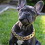 Rolex is registered to the contest to win money with this photo: dog, puppy, french_bulldog, grass, outdoor, pet, chain, gold_chain, cute, animal, portrait, young_dog, sitting, nature, greenery, closeup, adorable, domestic_animal, small_dog, canine