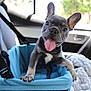 french_bulldog, puppy, dog, car, car_seat, pet_seat, blue, tongue_out, ears, happy, pet, vehicle_interior, seatbelt, blanket, cozy, smiling, front_seat, leather_seat, cute, animal