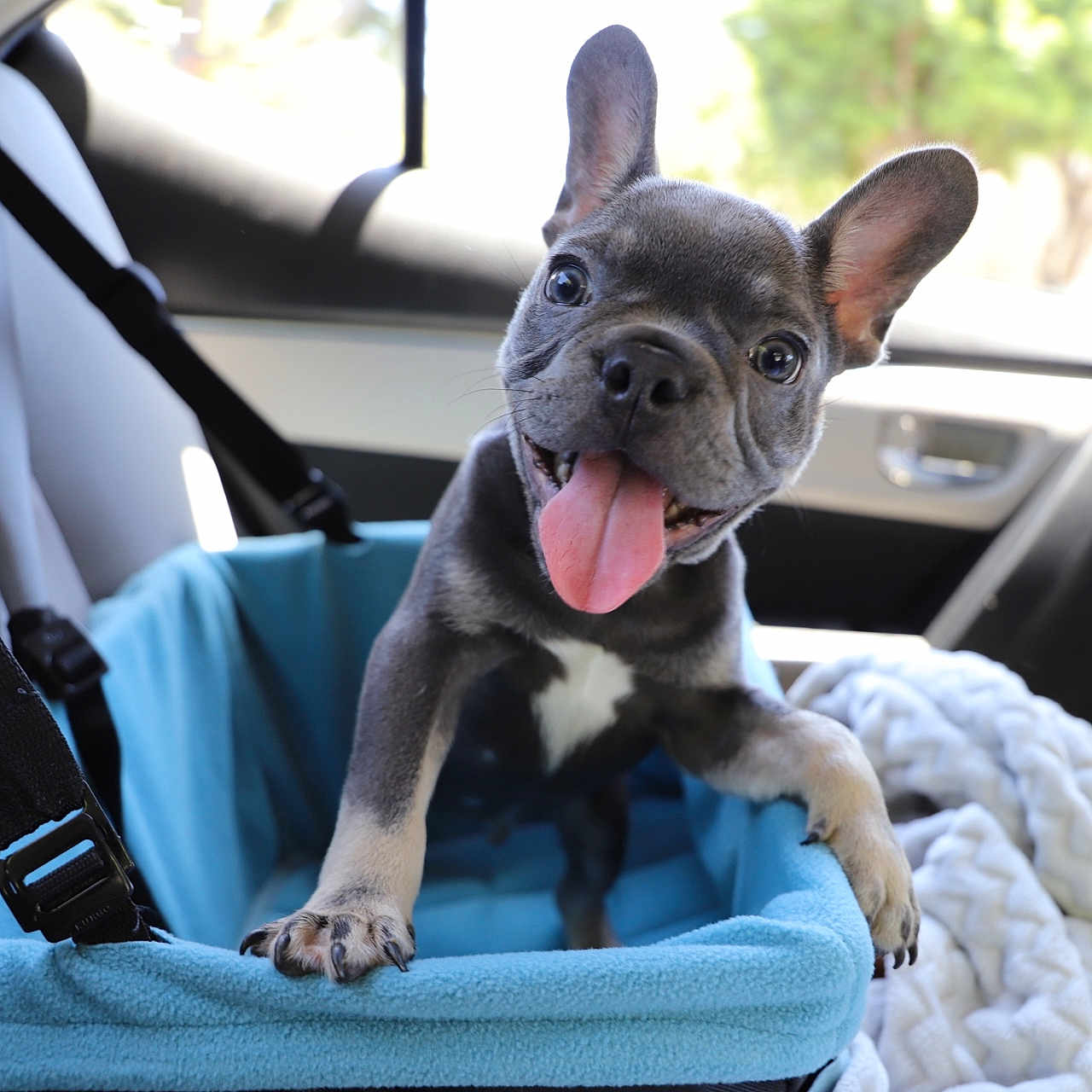 Rolex is registered to the contest to win money with this photo: animal, blanket, blue, car, car_seat, cozy, cute, dog, ears, french_bulldog, front_seat, happy, leather_seat, pet, pet_seat, puppy, seatbelt, smiling, tongue_out, vehicle_interior