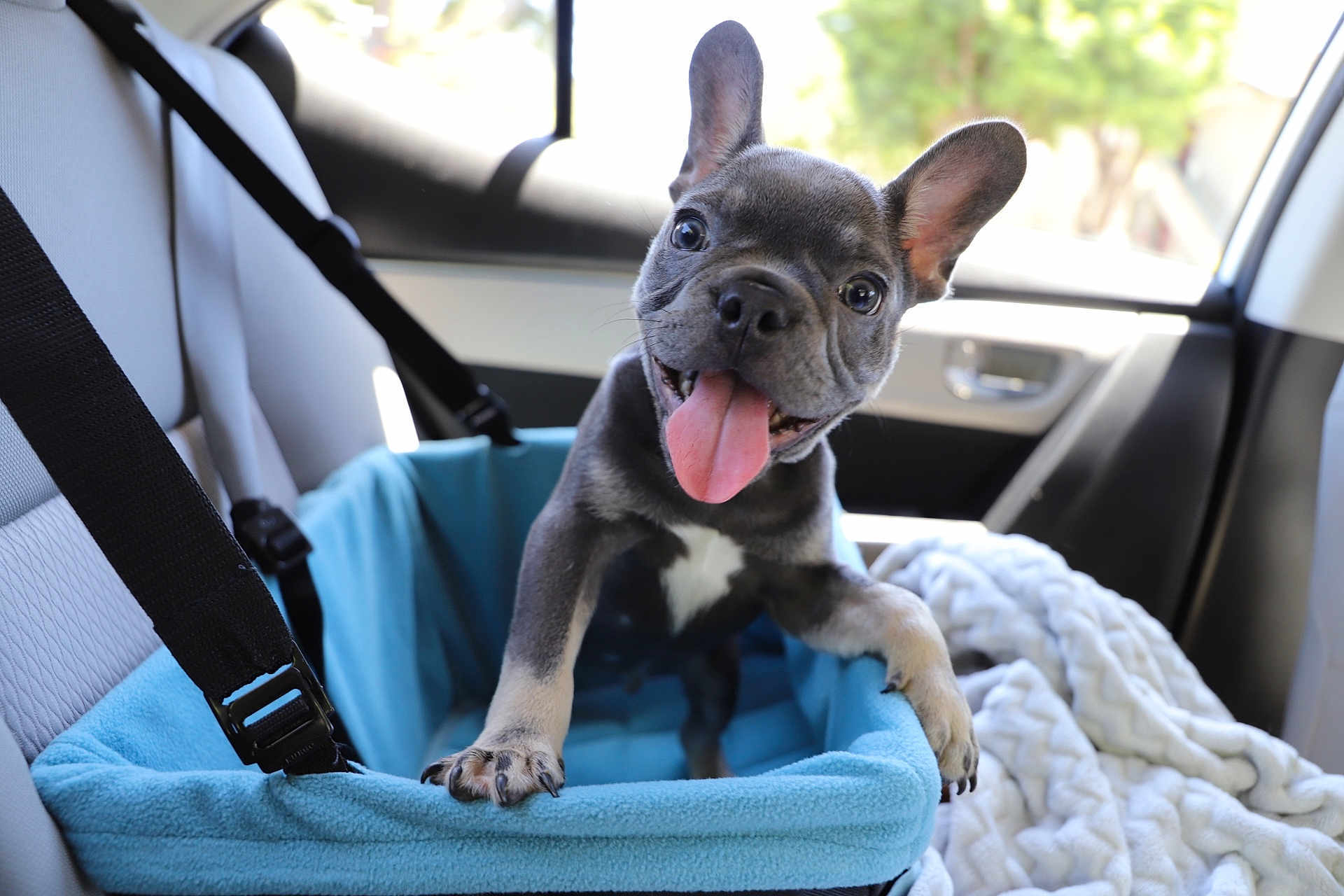 Rolex is registered to the contest to win money with this photo: french_bulldog, puppy, dog, car, car_seat, pet_seat, blue, tongue_out, ears, happy, pet, vehicle_interior, seatbelt, blanket, cozy, smiling, front_seat, leather_seat, cute, animal