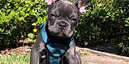 Rolex is registered to the contest to win money with this photo: dog, puppy, french_bulldog, grass, harness, leash, blue, outdoor, sunlight, house, bushes, pet, cute, small_dog, animal, nature, daylight, garden, canine, sitting