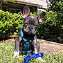 dog, puppy, french_bulldog, grass, harness, leash, blue, outdoor, sunlight, house, bushes, pet, cute, small_dog, animal, nature, daylight, garden, canine, sitting
