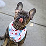 dog, puppy, french_bulldog, bandana, tongue_out, ears, cute, pet, animal, outdoor, sidewalk, concrete, playful, adorable, young, mammal, domestic_animal, friendly, portrait, close_up