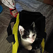 Cry Baby joined the competition — help win amazing prizes! kitten, cat, yellow_bag, black_and_white, pet, pajama_pants, red_slippers, cartoon_character, indoor, floor, curious, small_pet, animal, domestic, cute, looking_up, fabric, zipper, person, footwear