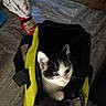 kitten, cat, yellow_bag, black_and_white, pet, pajama_pants, red_slippers, cartoon_character, indoor, floor, curious, small_pet, animal, domestic, cute, looking_up, fabric, zipper, person, footwear
