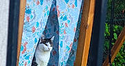 Sally a rejoint le concours — aidez-le/la à gagner de superbes lots ! backyard, bench, cat, curious, curtain, fabric_pattern, feline, fence, garden, green_slide, outdoor, patterned_curtain, pet, playset, portrait, sitting, slide, swing, wood, wooden_frame