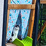cat, slide, playset, curtain, wooden_frame, fabric_pattern, backyard, garden, green_slide, wood, swing, fence, bench, sitting, feline, pet, portrait, outdoor, patterned_curtain, curious