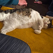 Sally participe au concours pour gagner de l'argent avec cette photo : bed, blanket, cat, couch, cozy, fur, household, human_hand, indoor, lying_down, paw, pet, portrait, relaxed, sleeping, tabby_cat, tail, whiskers, white_fur, yellow_blanket